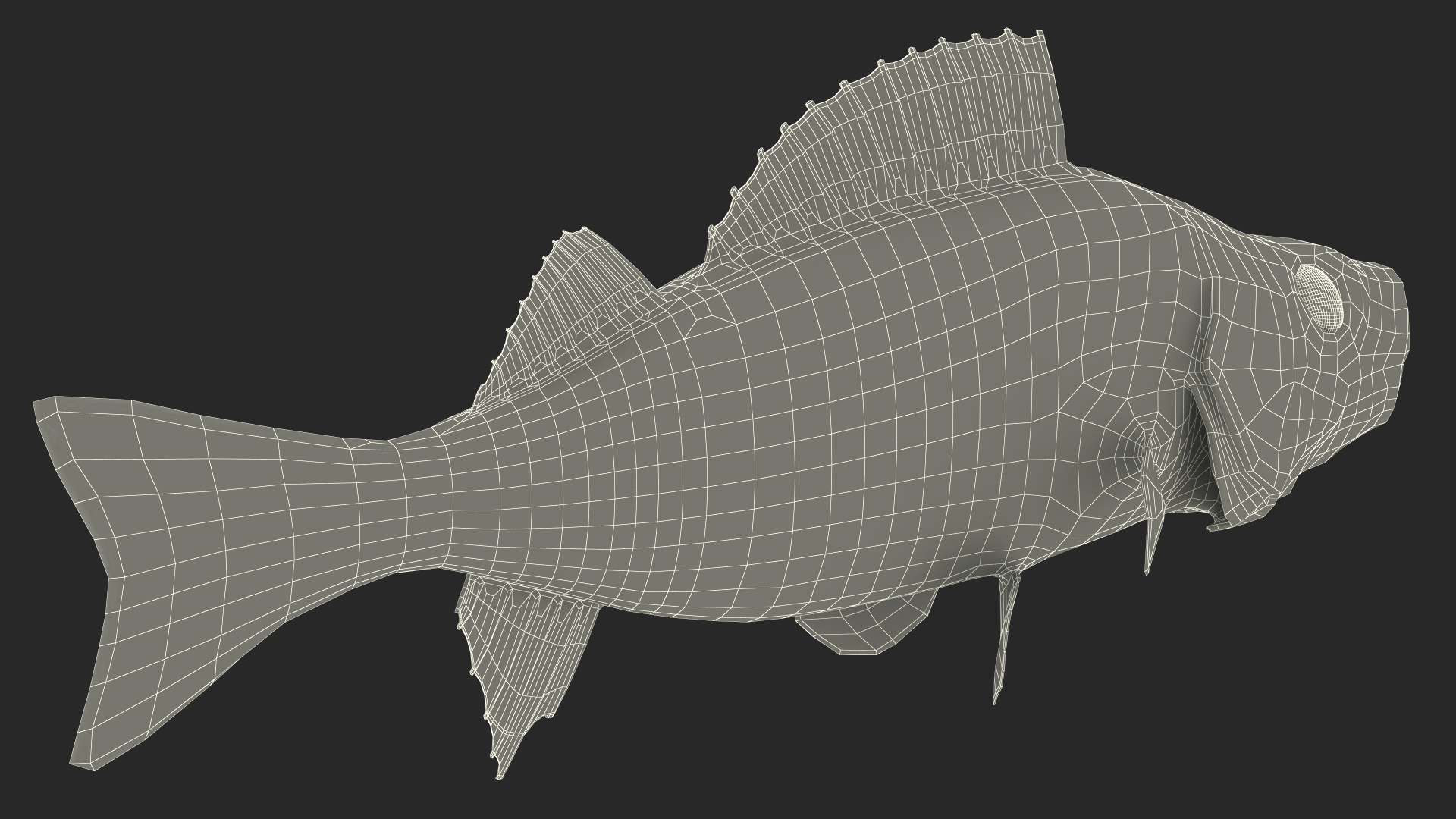 3D Perca Fluviatilis Rigged for Cinema 4D model