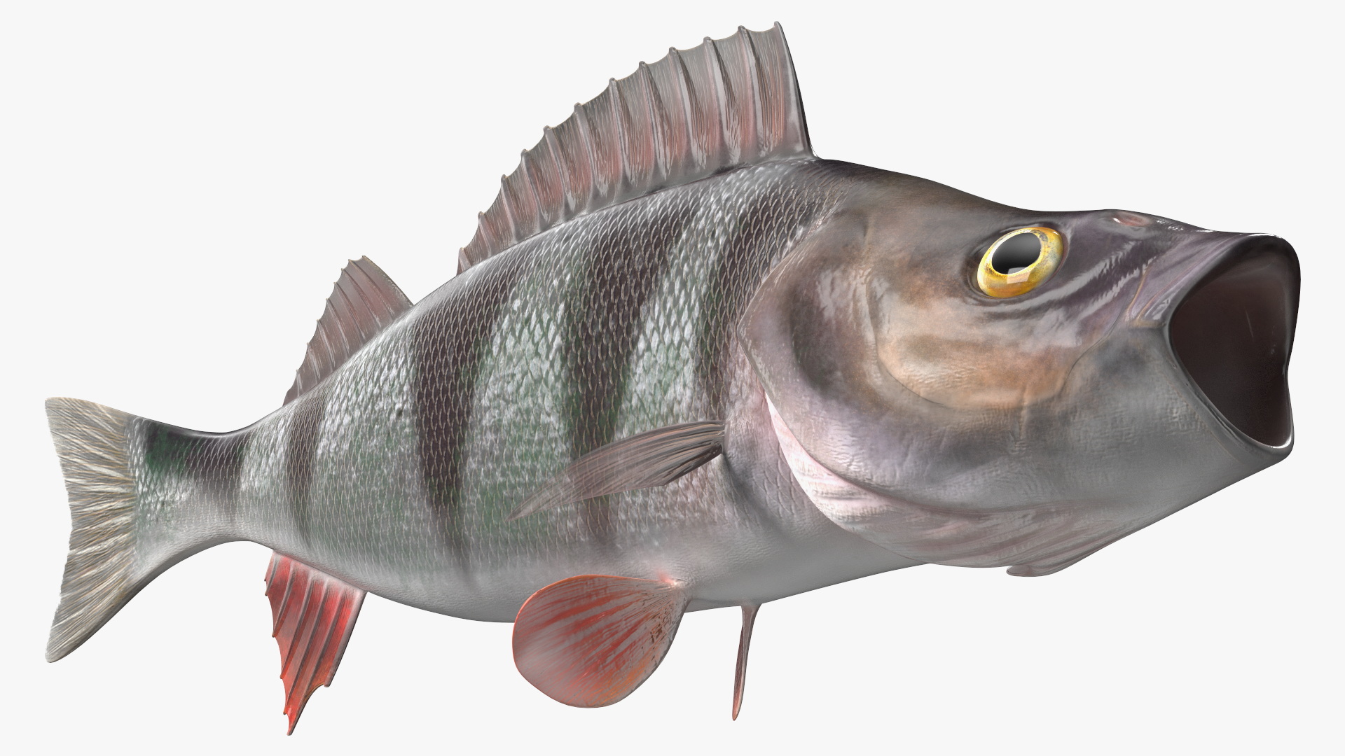 3D Perca Fluviatilis Rigged for Cinema 4D model