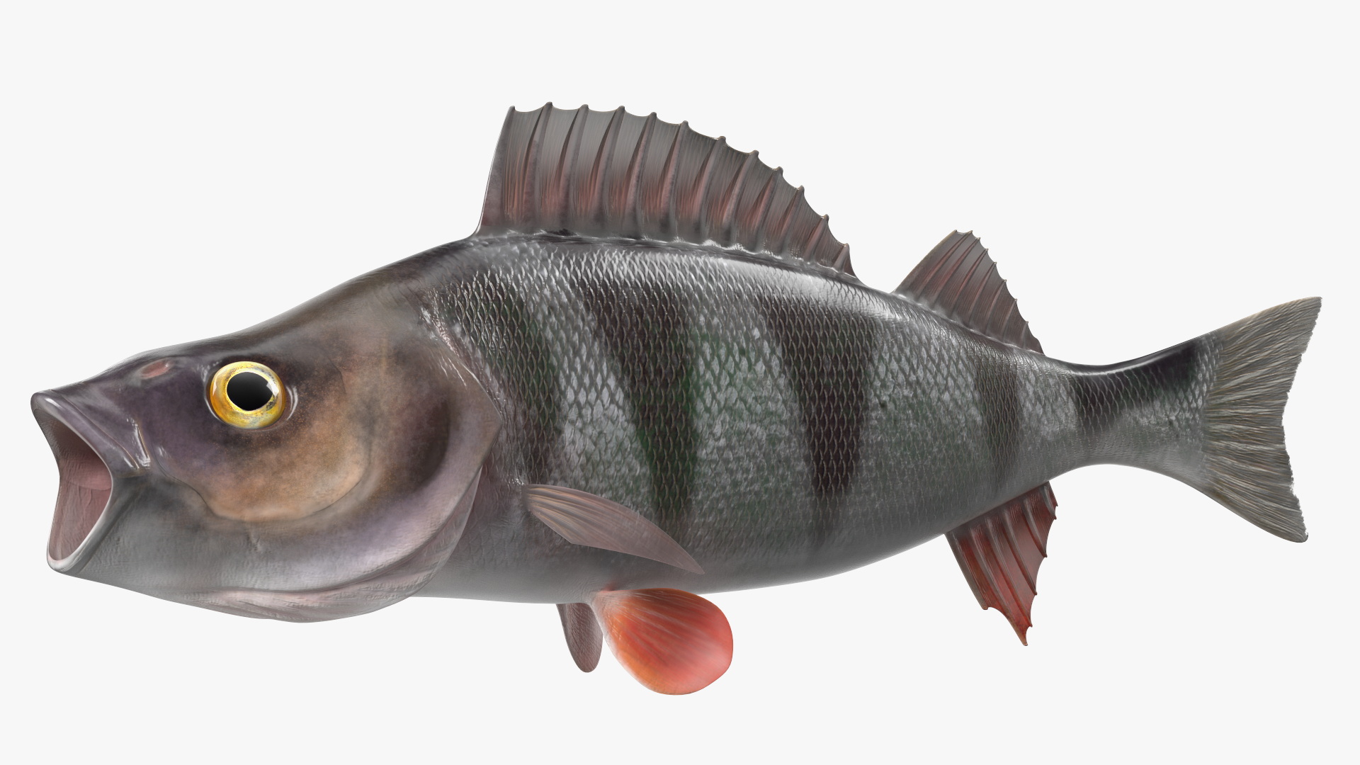 3D Perca Fluviatilis Rigged for Cinema 4D model