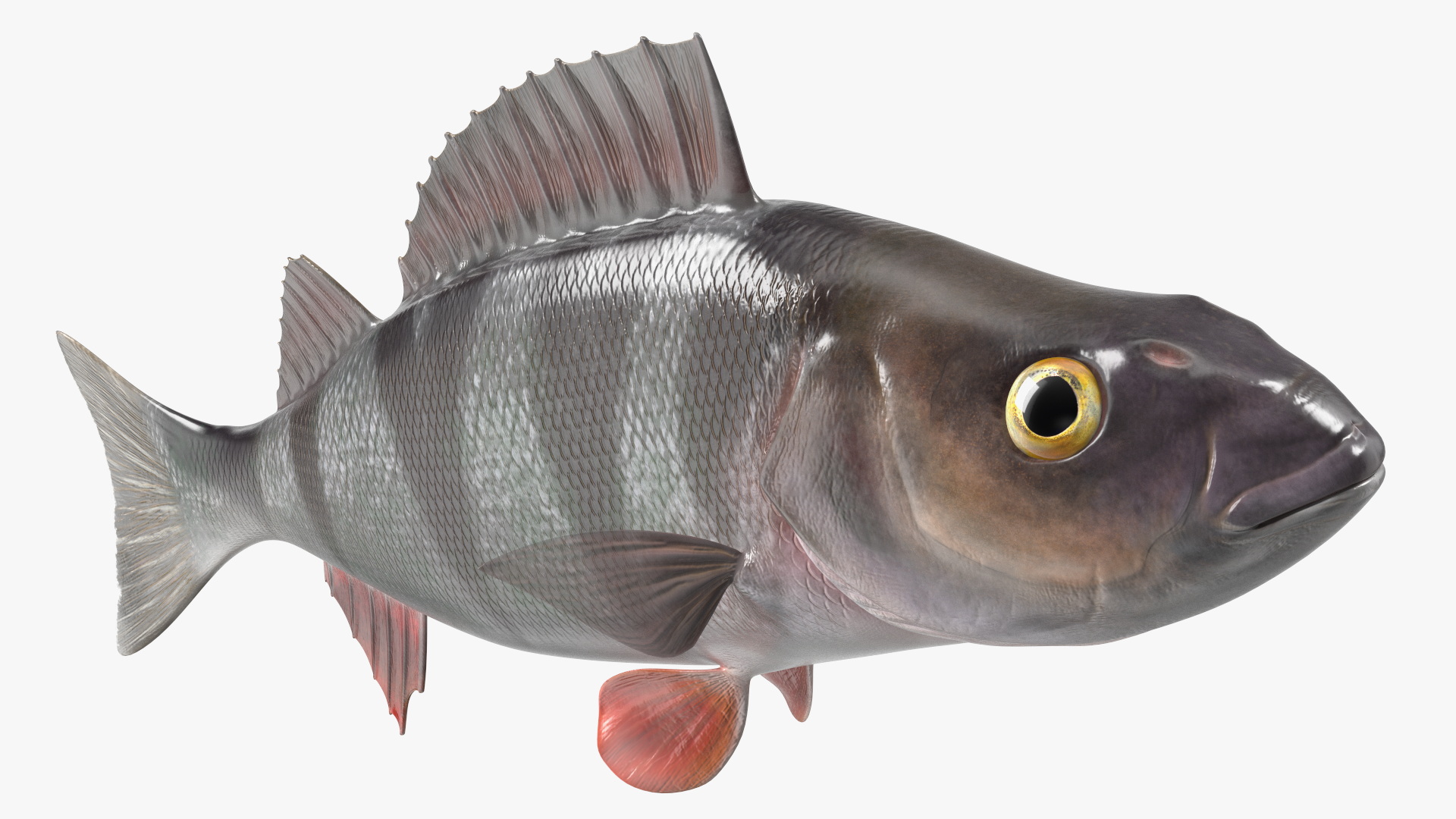 3D Perca Fluviatilis Rigged for Cinema 4D model