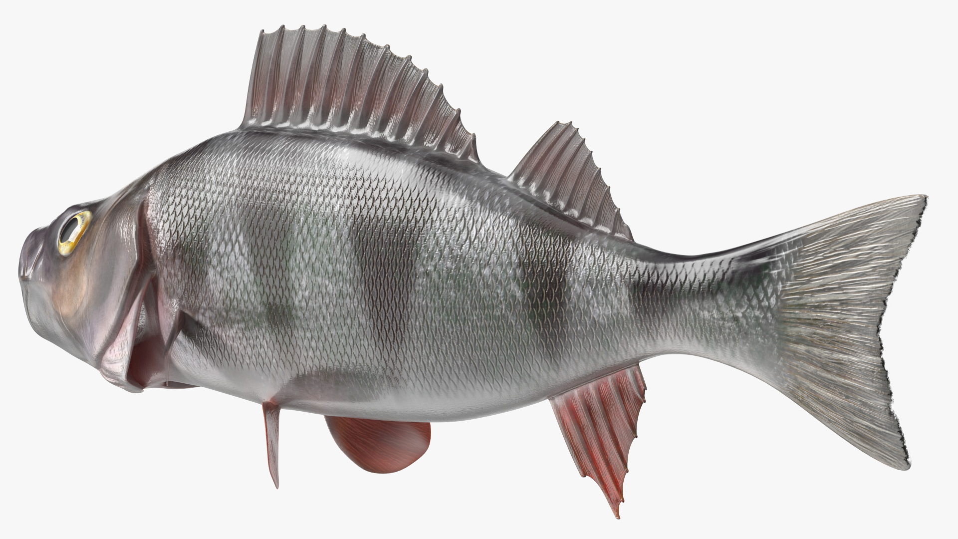 3D Perca Fluviatilis Rigged for Cinema 4D model