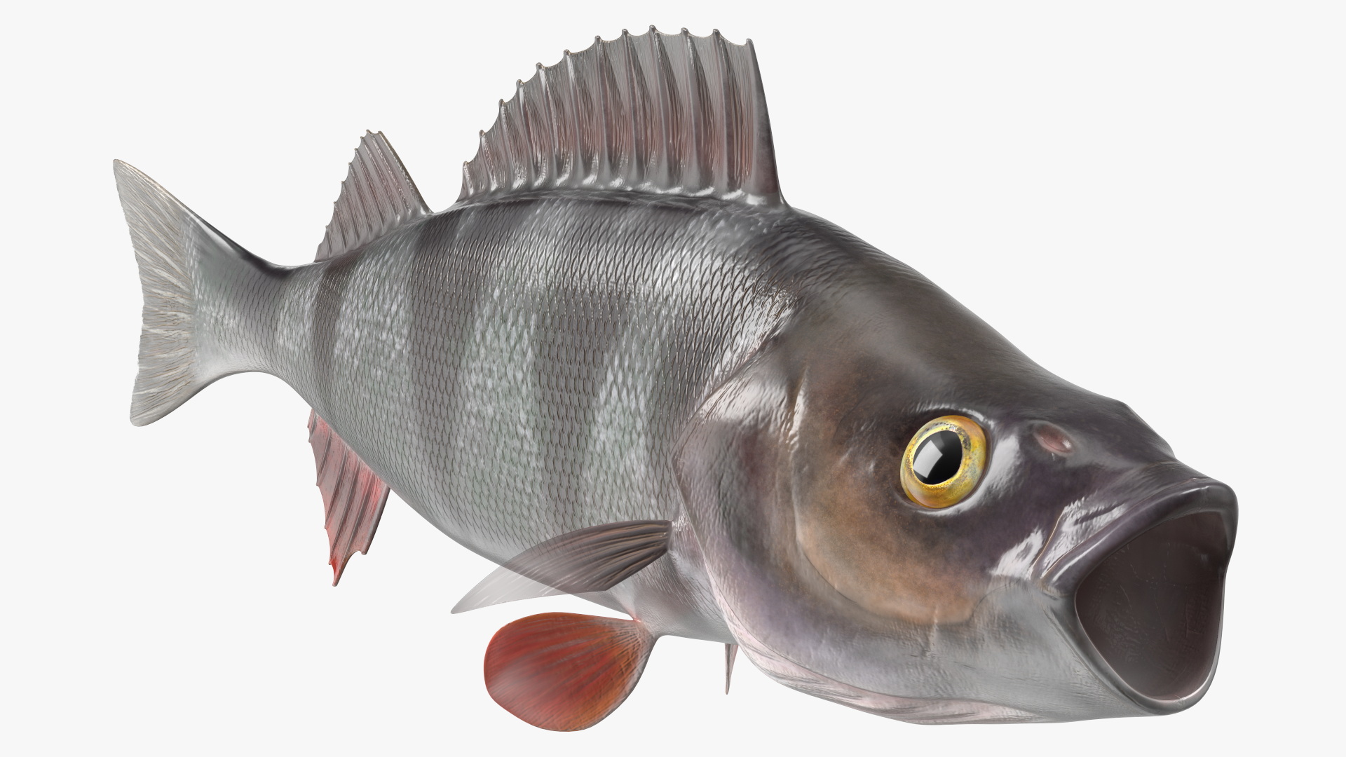 3D Perca Fluviatilis Rigged for Cinema 4D model