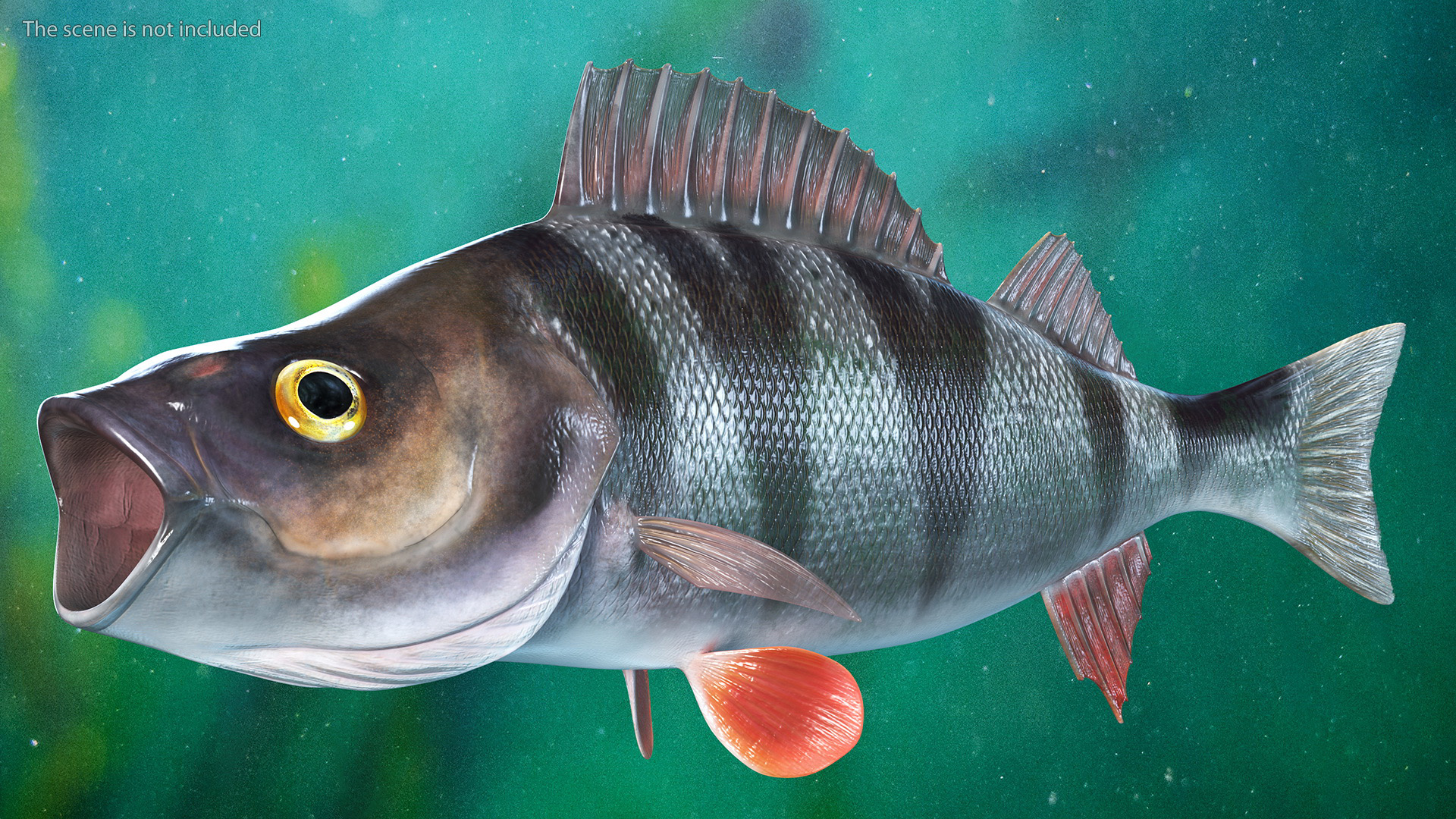 3D Perca Fluviatilis Rigged for Cinema 4D model