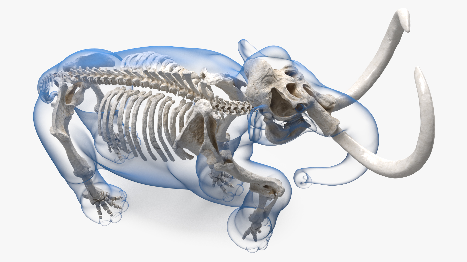 Adult Mammoth Clean Skeleton Shell Walking Pose 3D