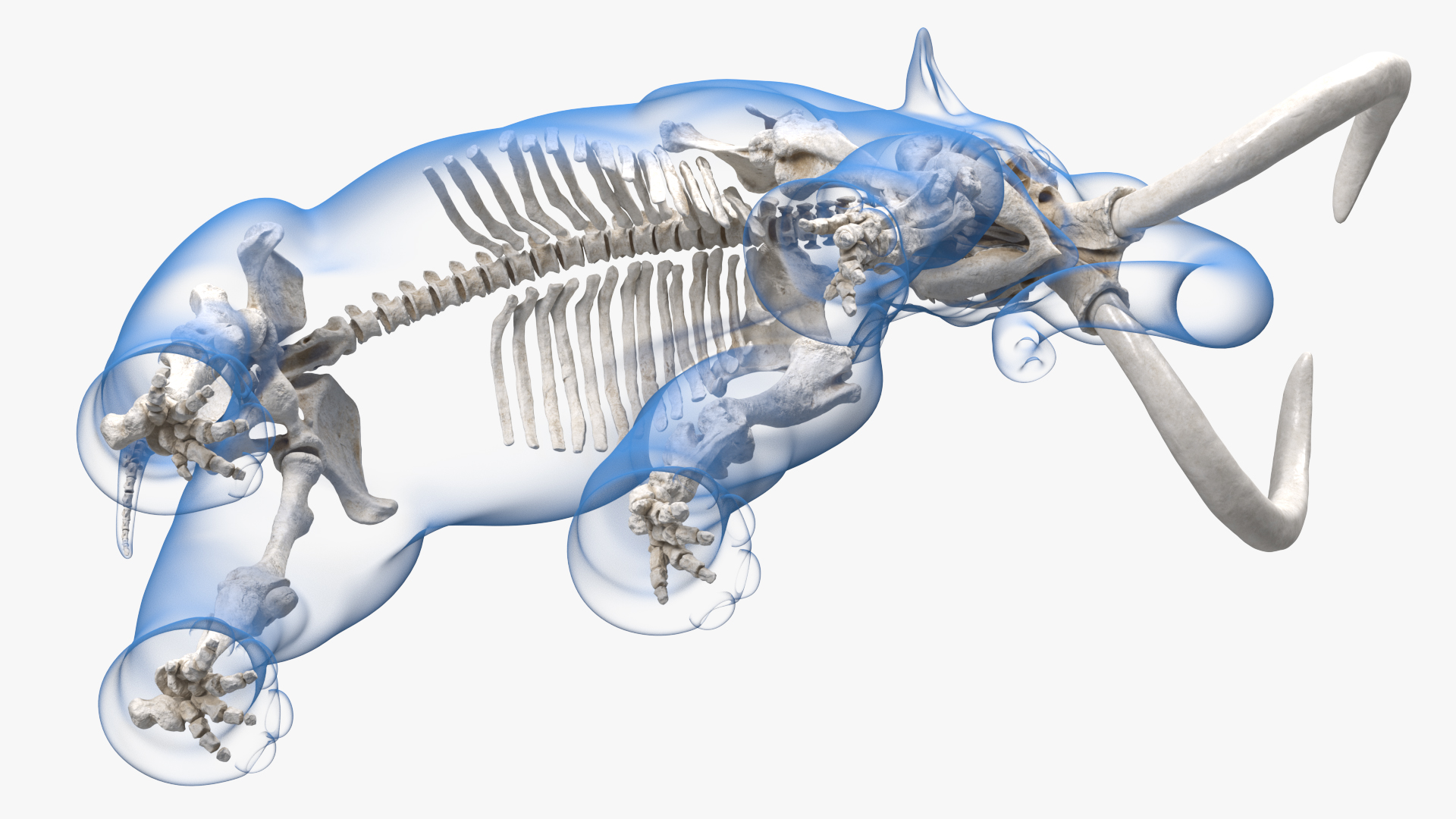 Adult Mammoth Clean Skeleton Shell Walking Pose 3D