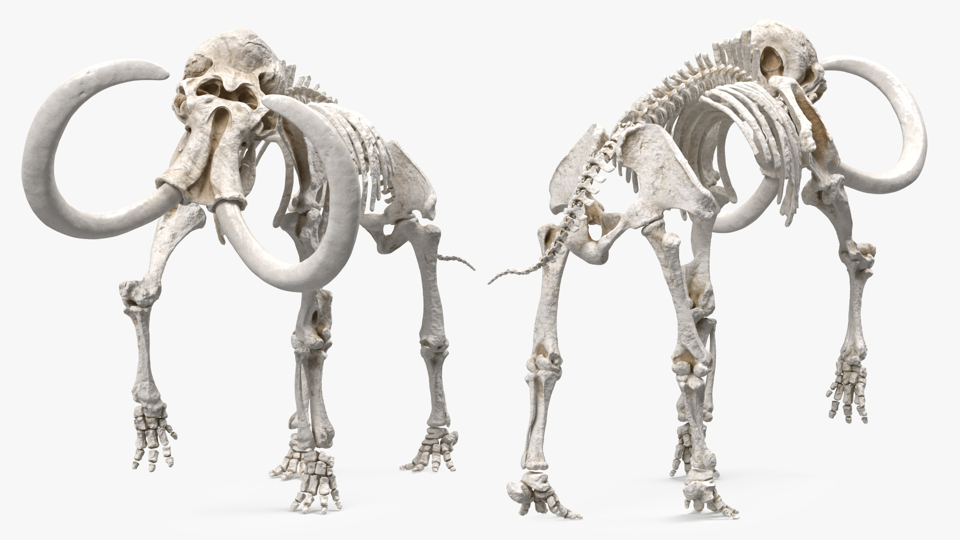 Adult Mammoth Clean Skeleton Shell Walking Pose 3D