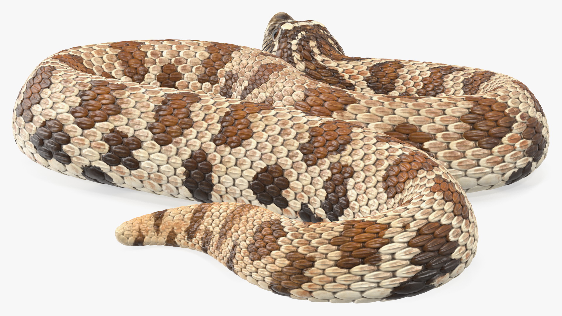 3D Brown Hognose Snake Rigged