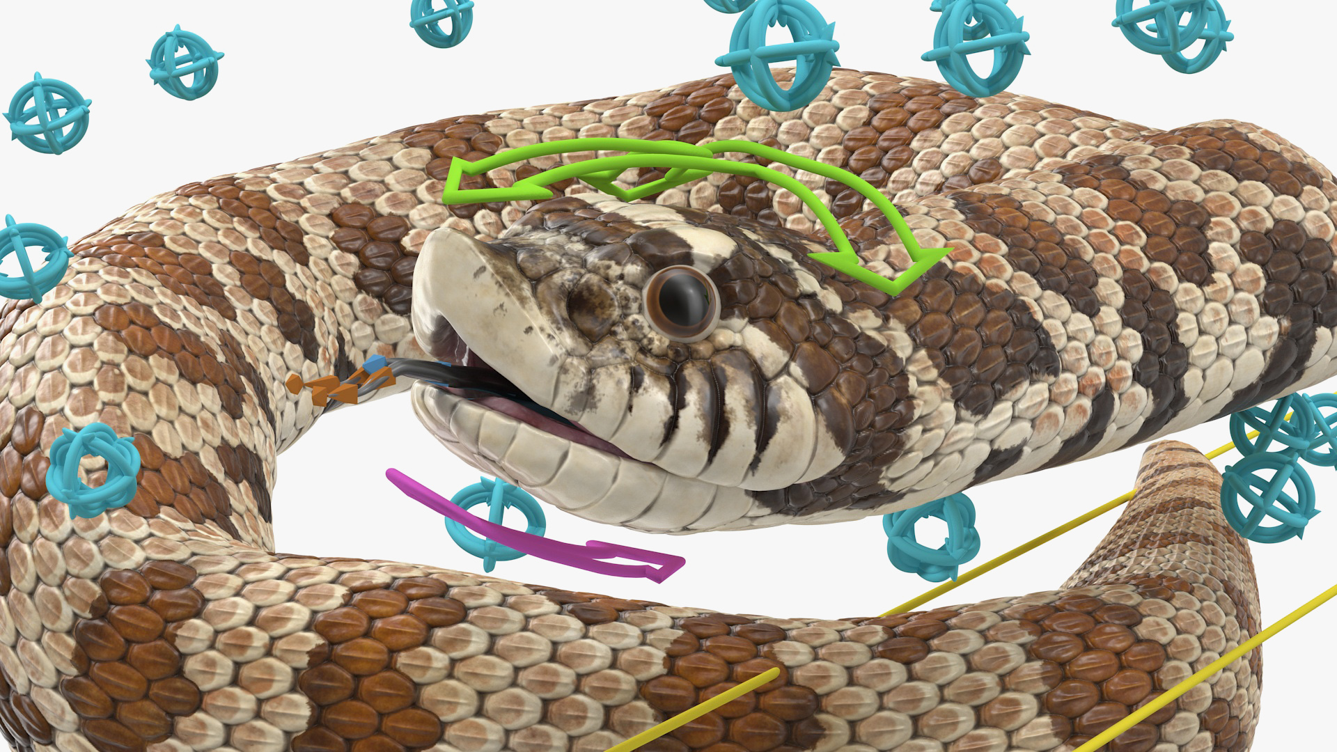 3D Brown Hognose Snake Rigged
