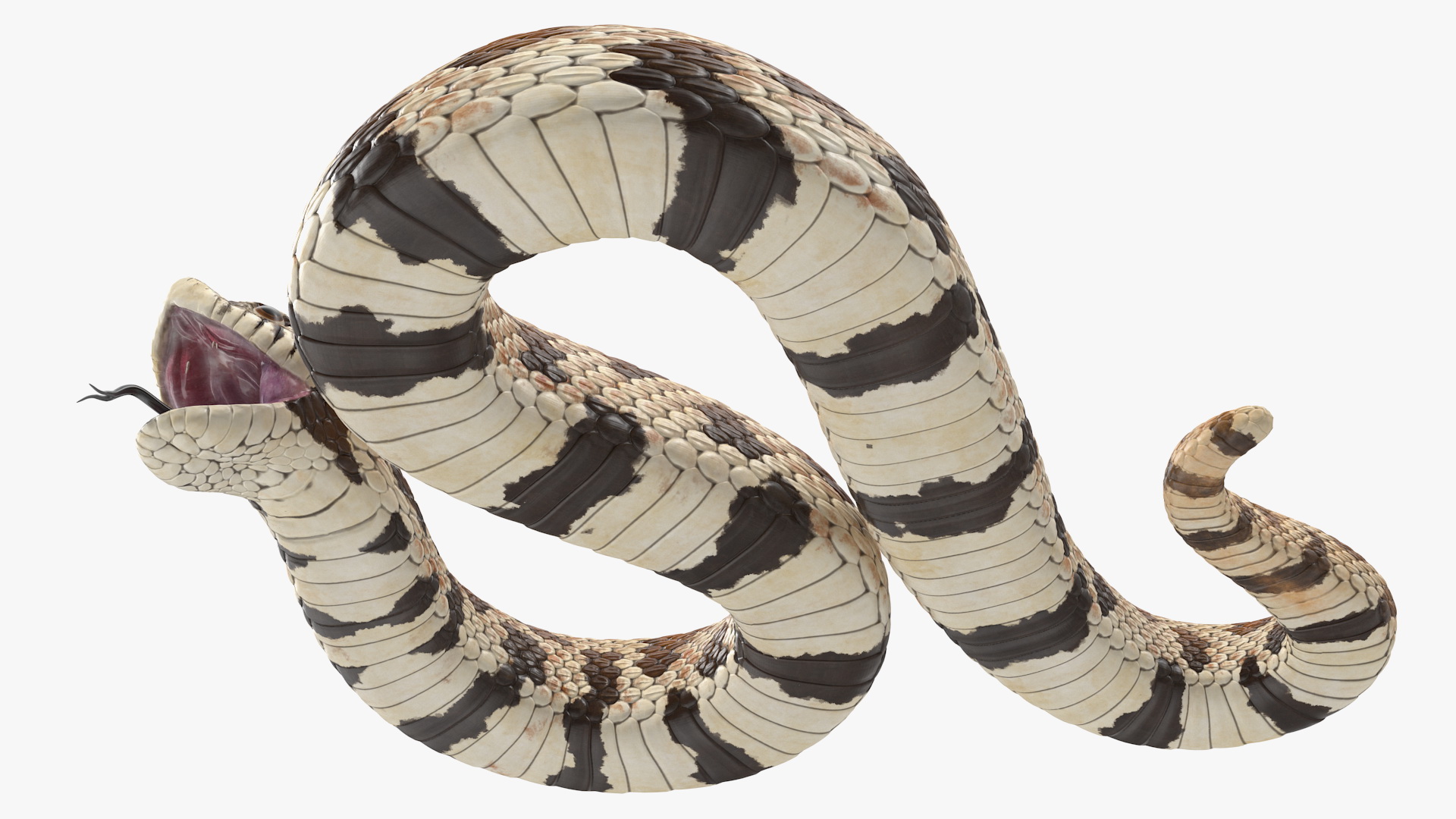 3D Brown Hognose Snake Rigged