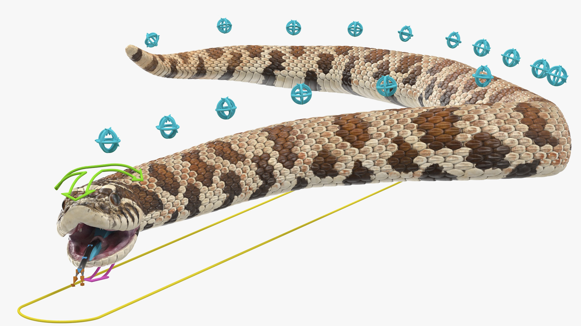3D Brown Hognose Snake Rigged