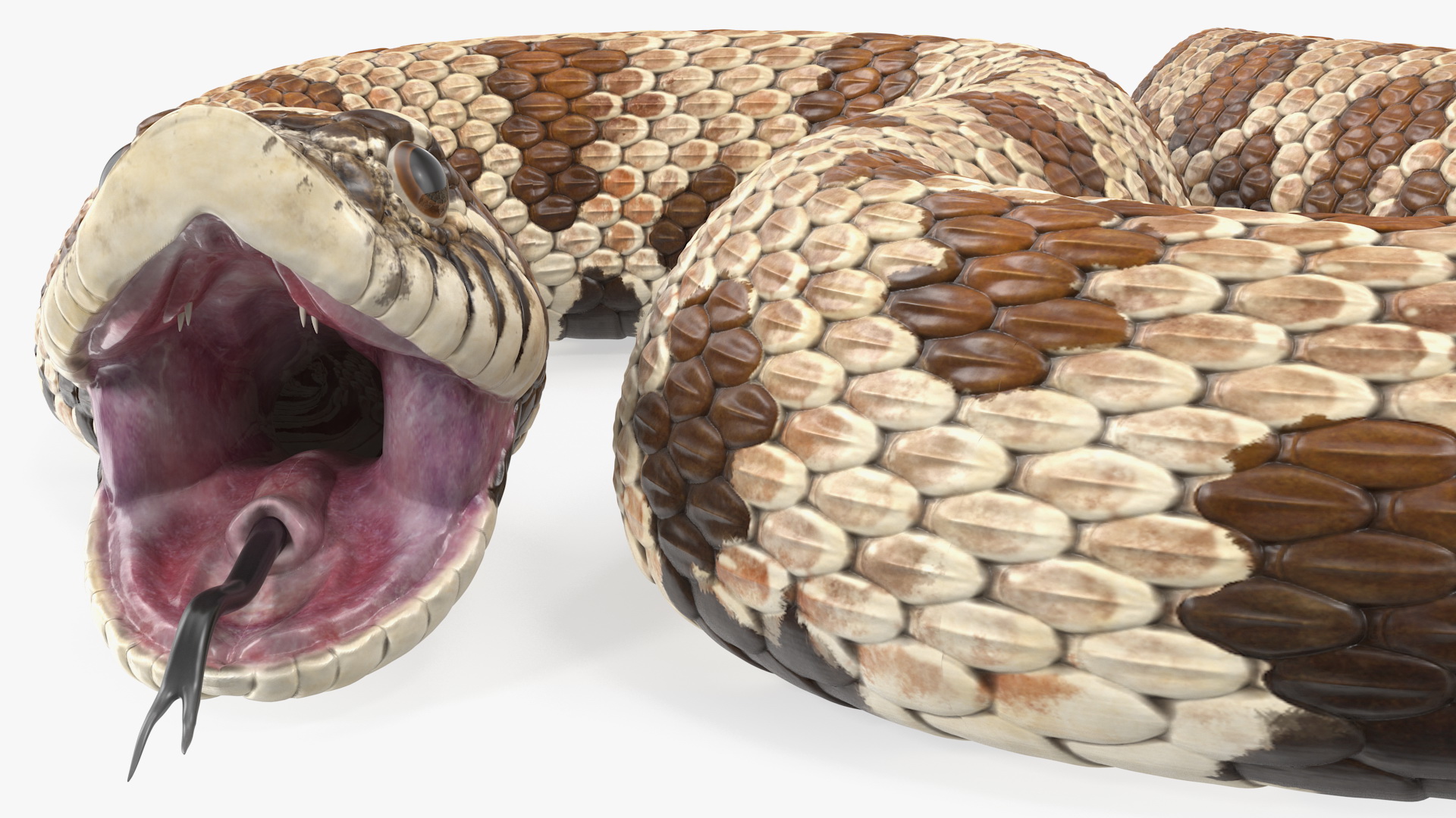3D Brown Hognose Snake Rigged
