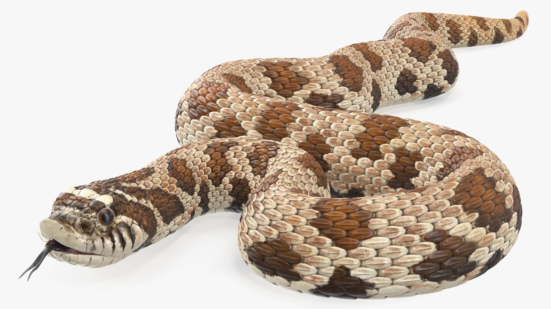 3D Brown Hognose Snake Rigged