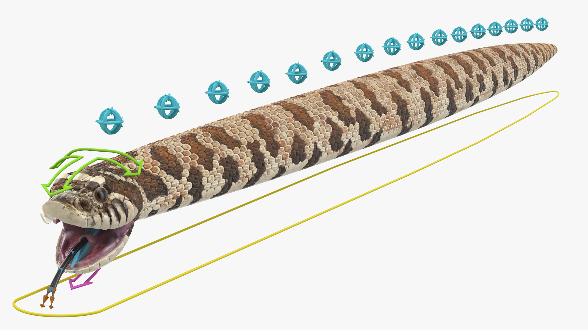 3D Brown Hognose Snake Rigged