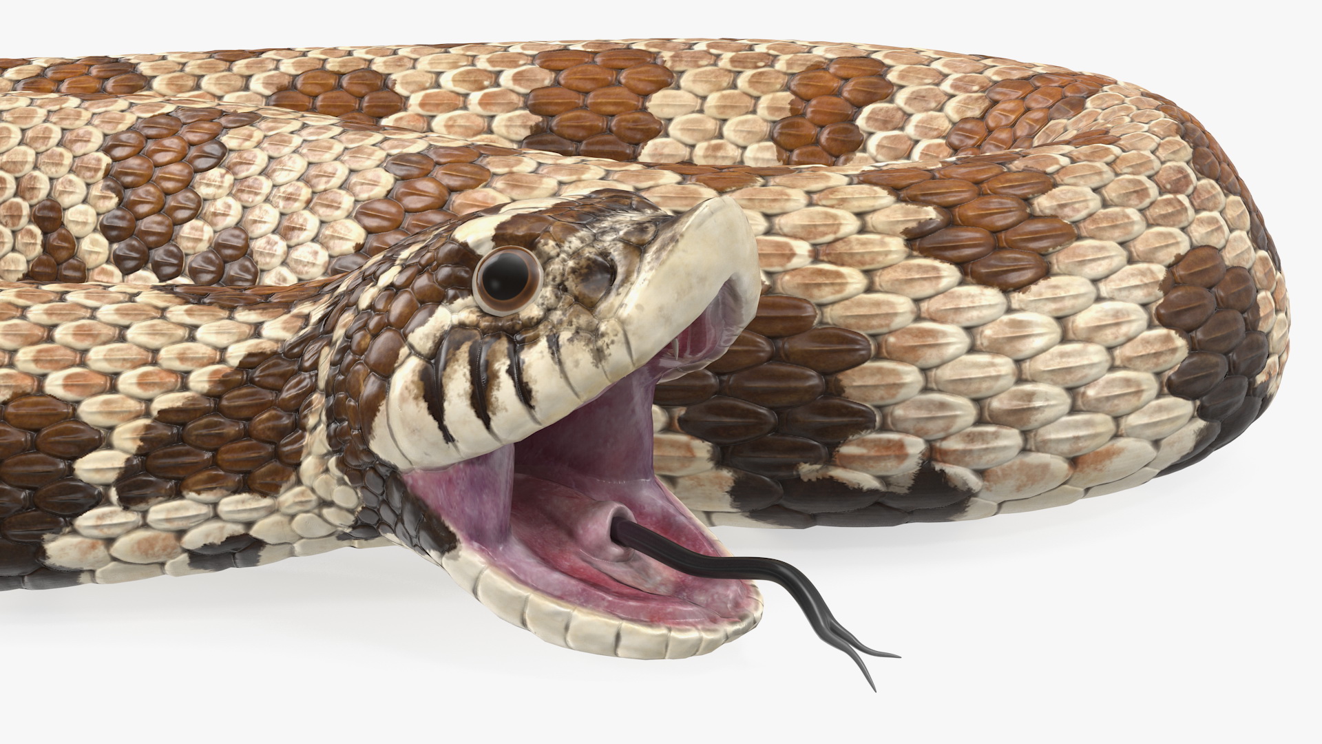 3D Brown Hognose Snake Rigged