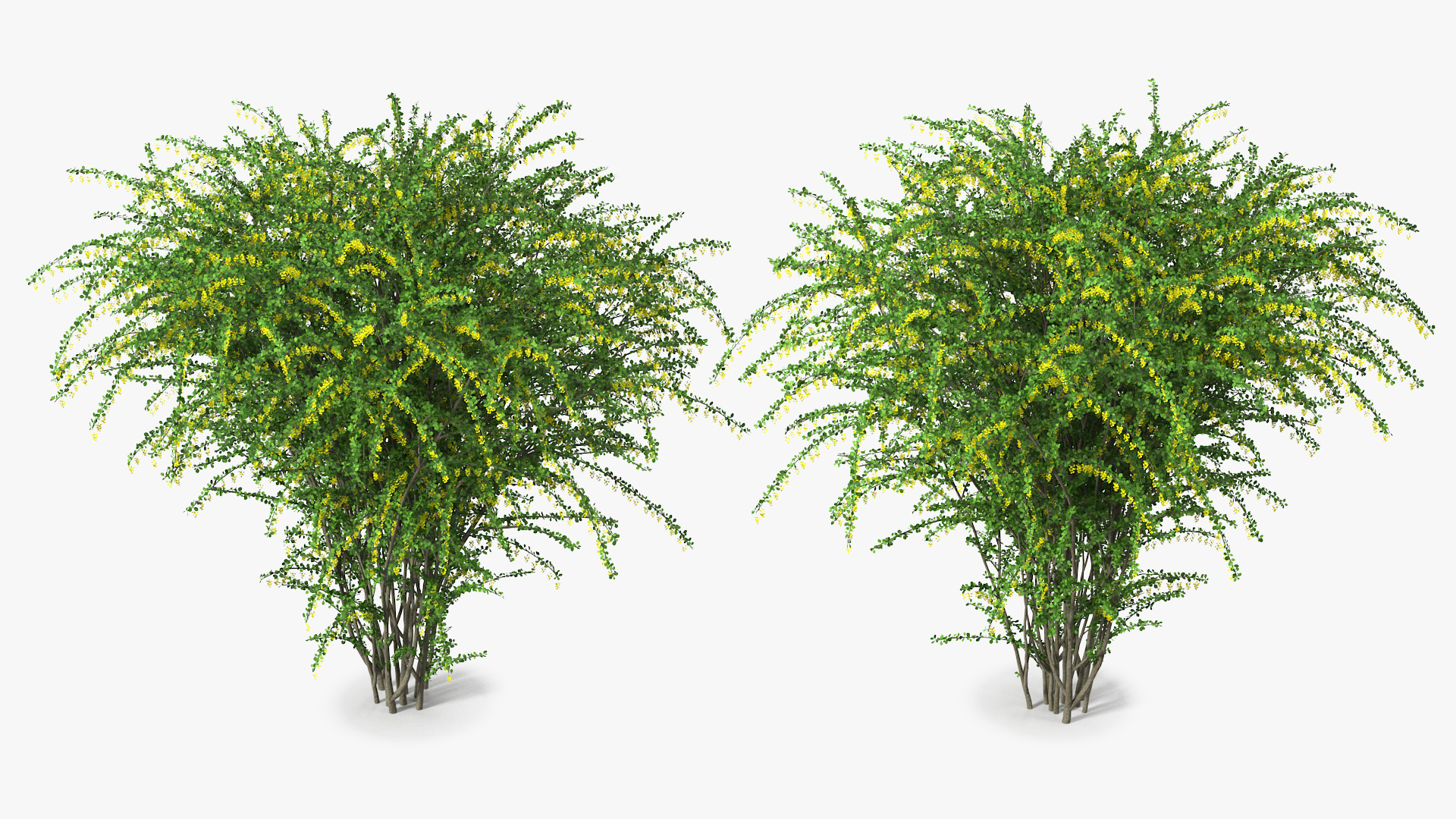 3D Berberis Bush with Flowers