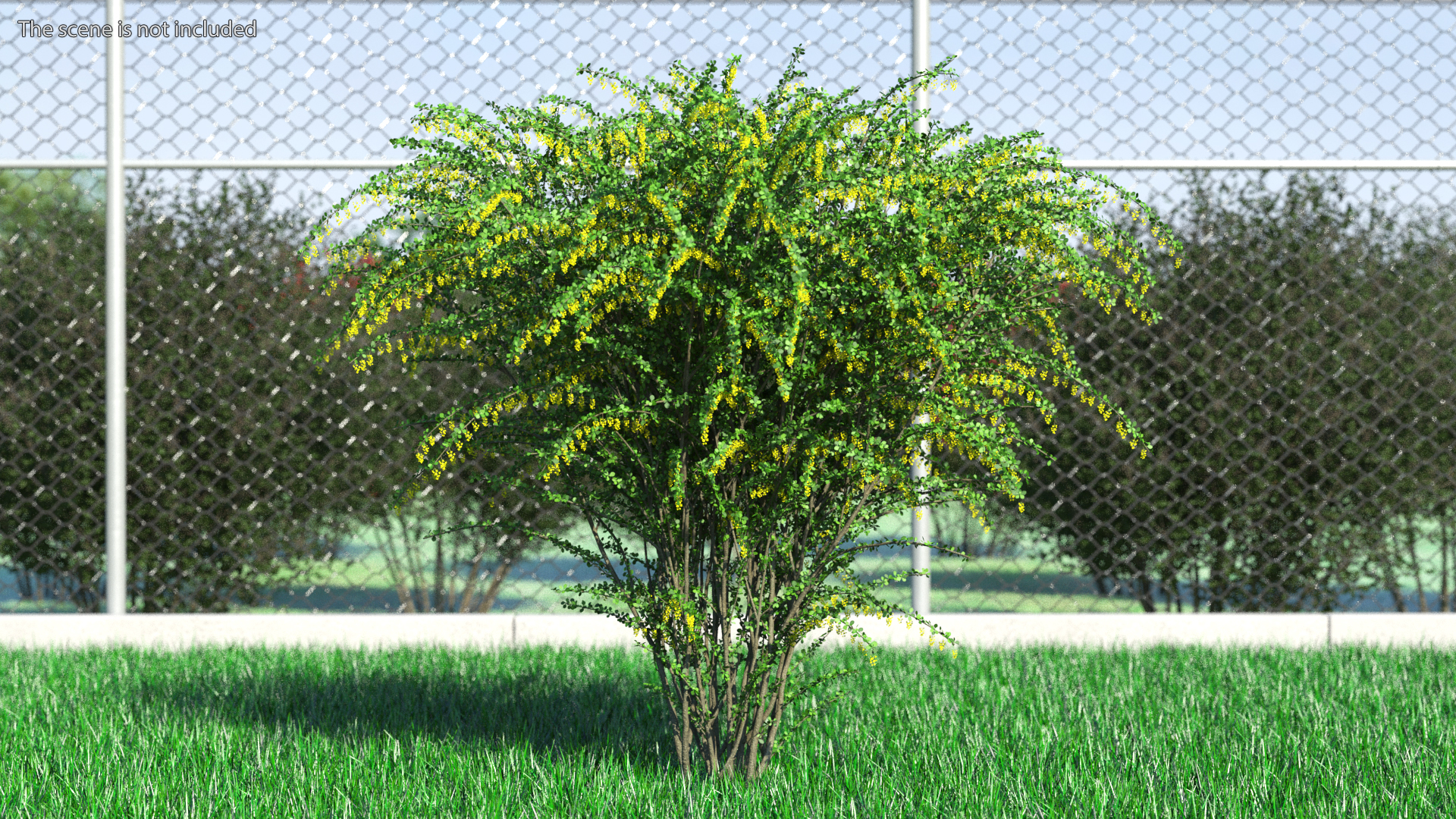 3D Berberis Bush with Flowers