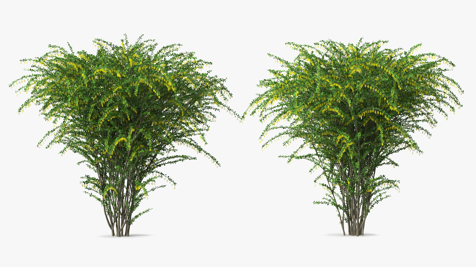 3D Berberis Bush with Flowers