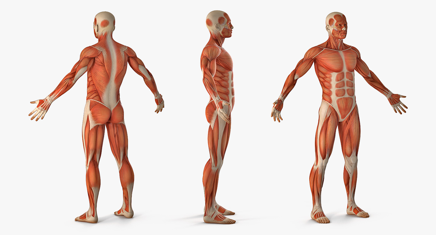 3D Anatomy Male Muscular System model