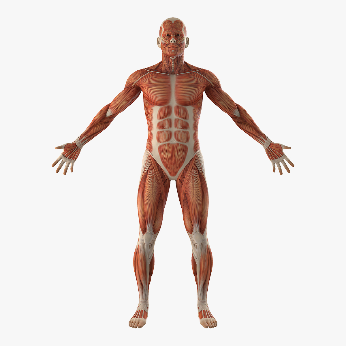 Anatomy Male Muscular System, view 11