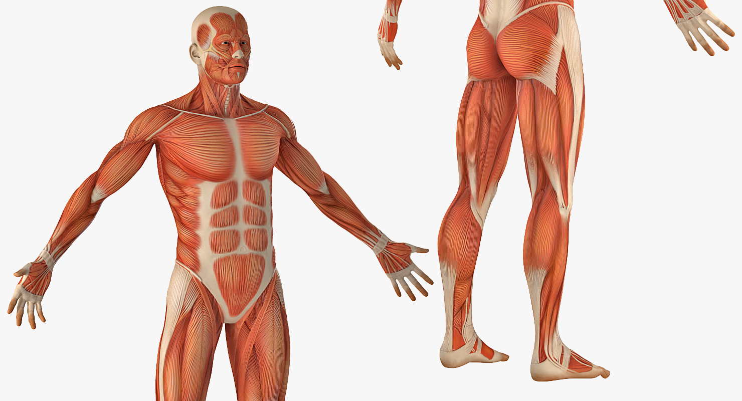3D Anatomy Male Muscular System model