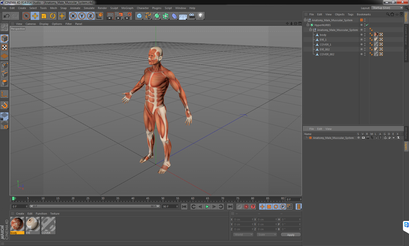 3D Anatomy Male Muscular System model