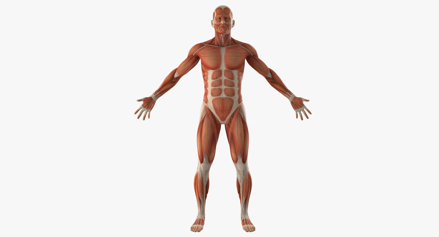 3D Anatomy Male Muscular System model