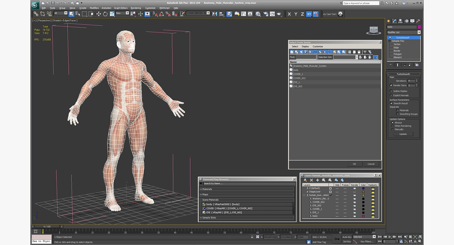 3D Anatomy Male Muscular System model