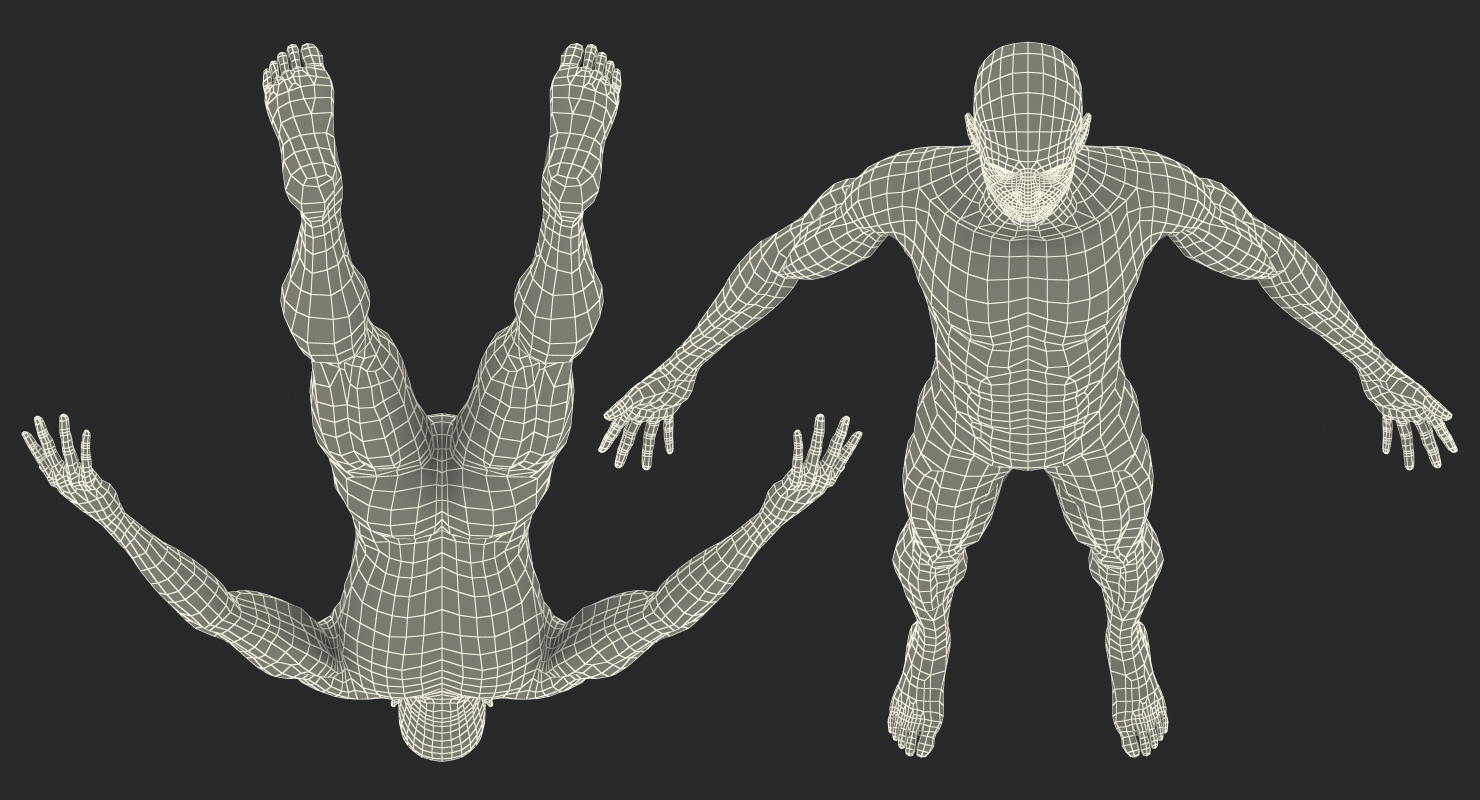 3D Anatomy Male Muscular System model