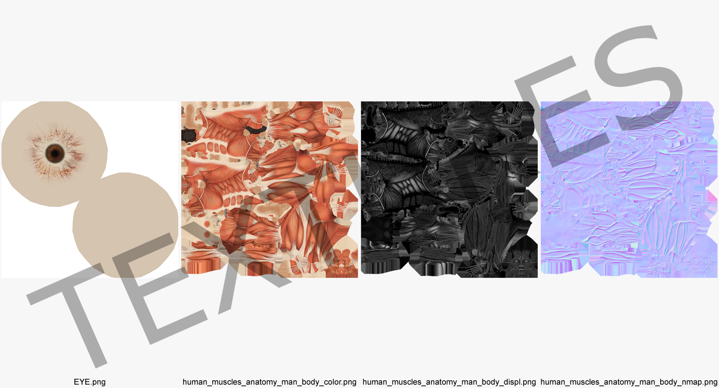3D Anatomy Male Muscular System model