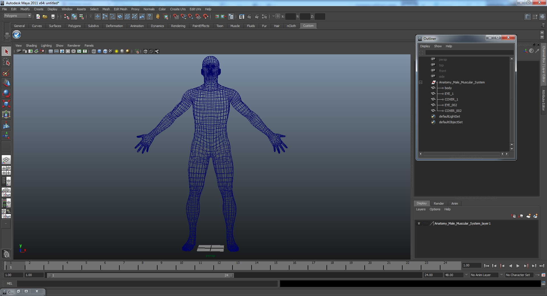 3D Anatomy Male Muscular System model
