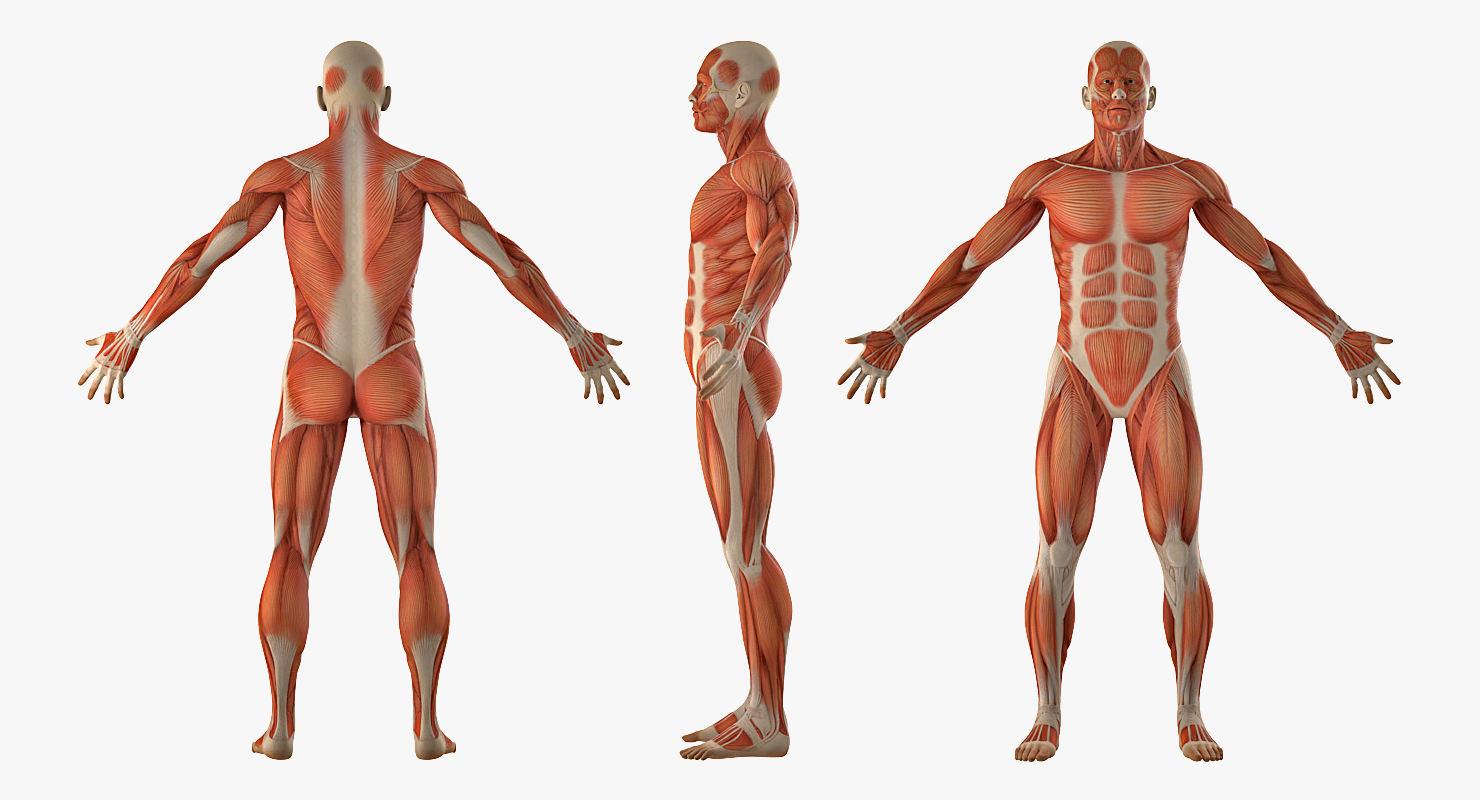 3D Anatomy Male Muscular System model
