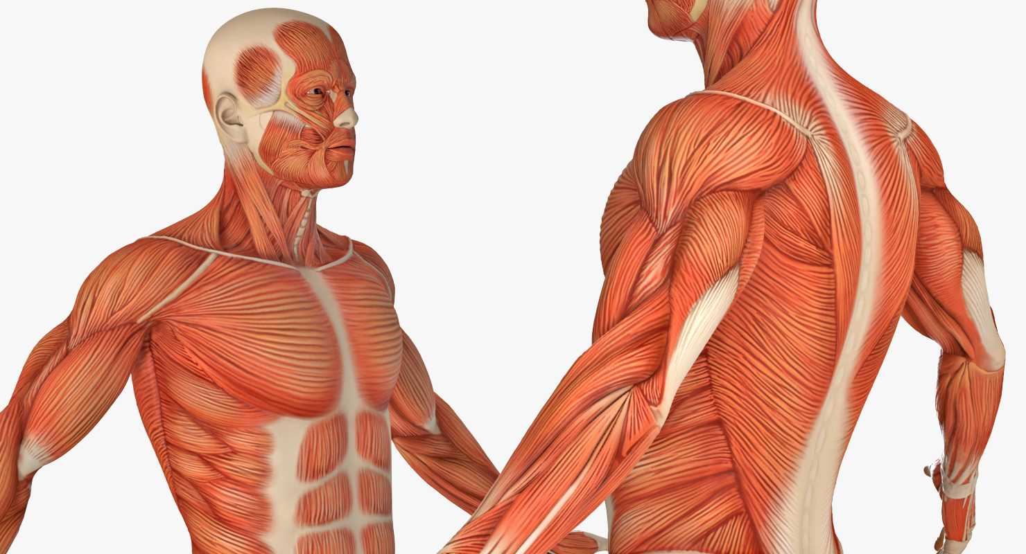 3D Anatomy Male Muscular System model