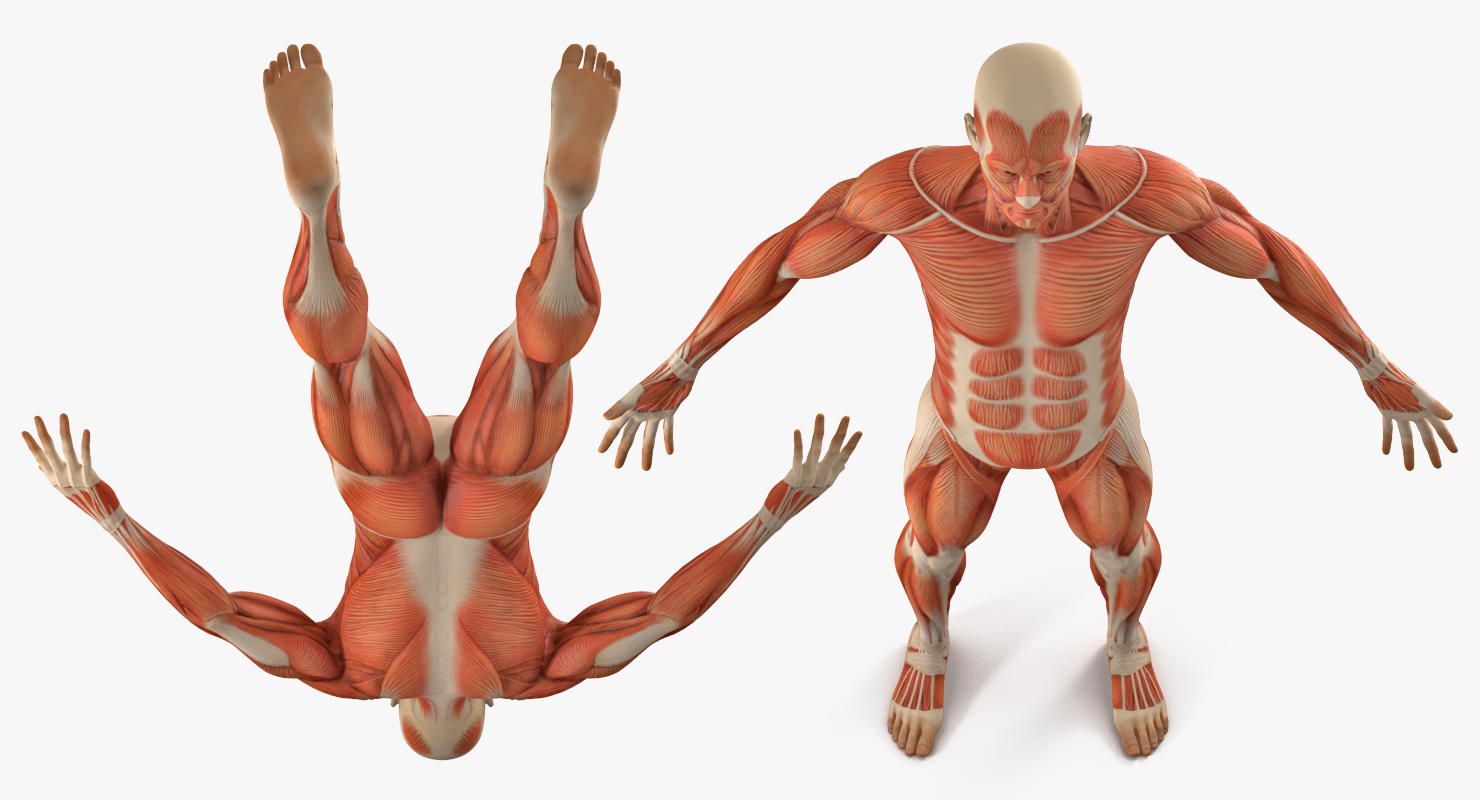 3D Anatomy Male Muscular System model