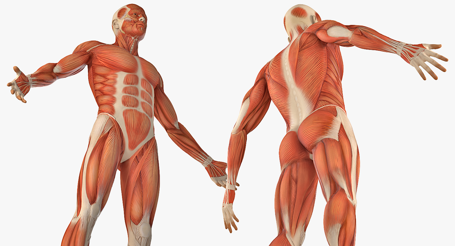 3D Anatomy Male Muscular System model