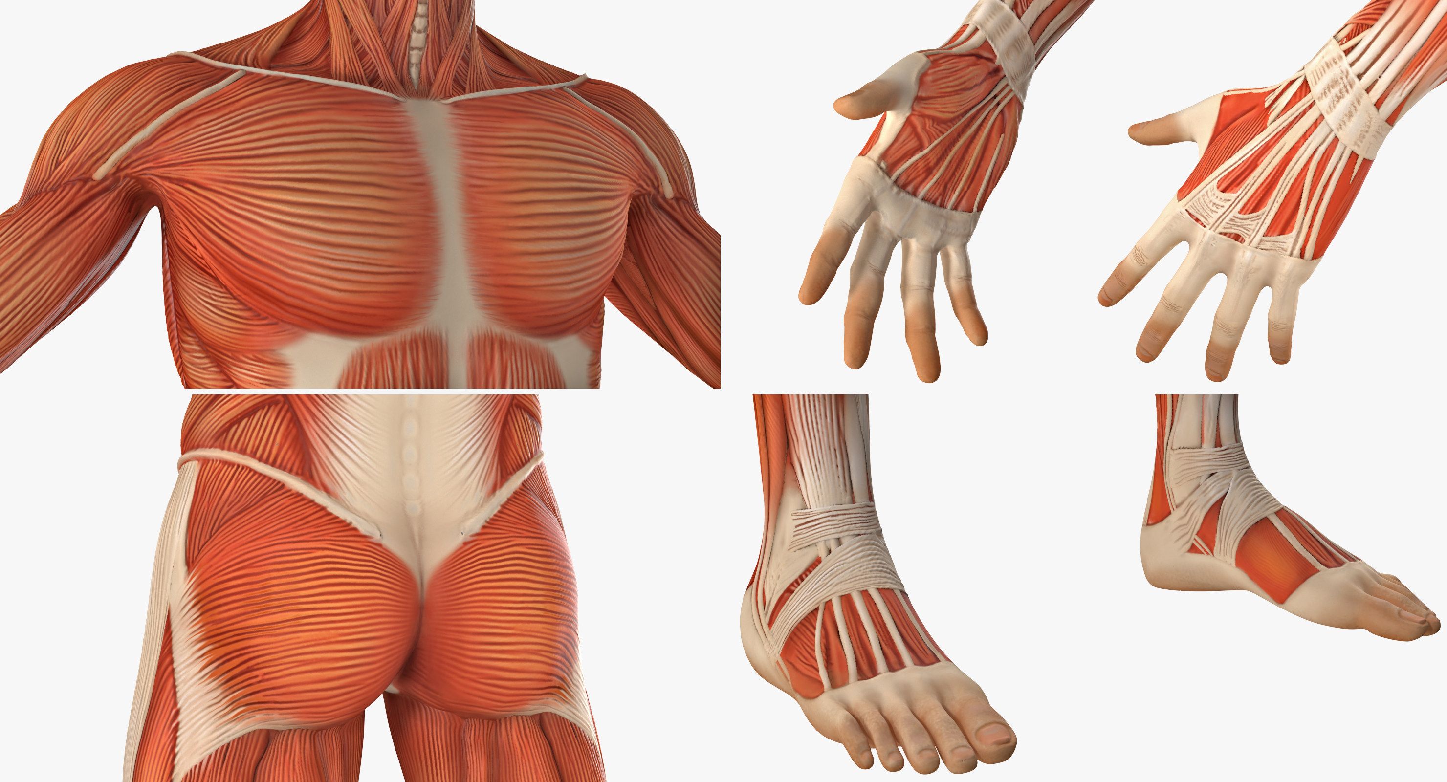 3D Anatomy Male Muscular System model