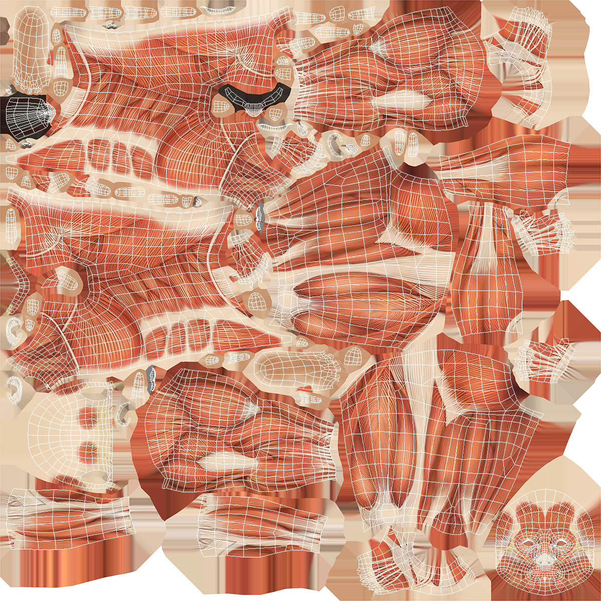 3D Anatomy Male Muscular System model