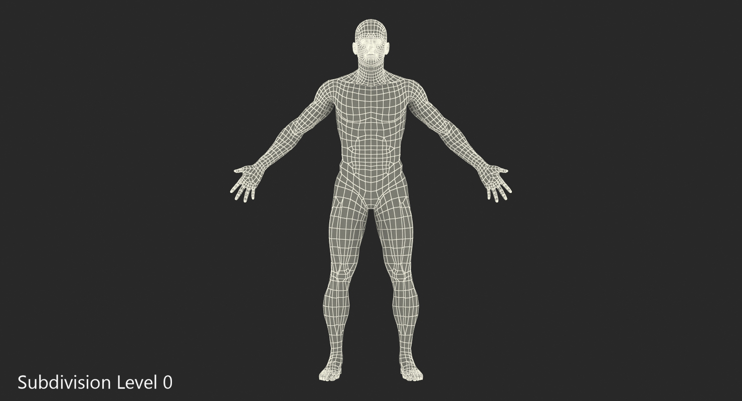 3D Anatomy Male Muscular System model