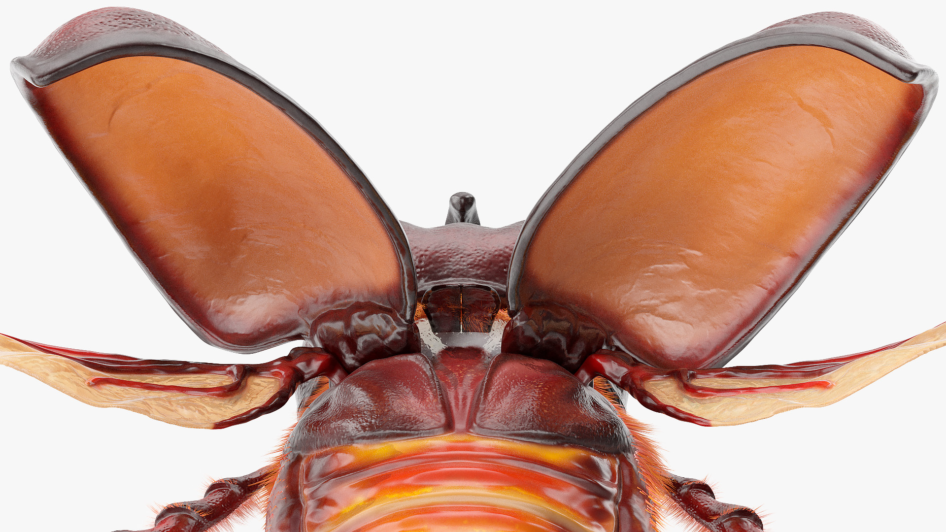 Rhinoceros Beetle Oryctes Nasicornis Flying with Fur 3D