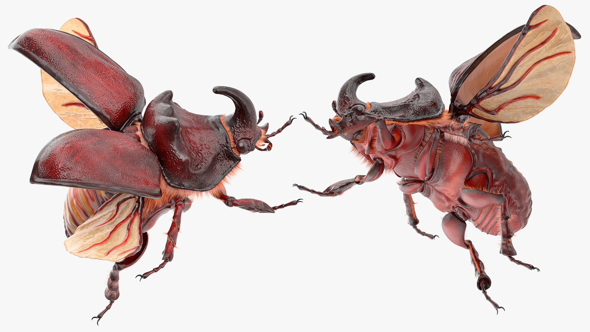 Rhinoceros Beetle Oryctes Nasicornis Flying with Fur 3D