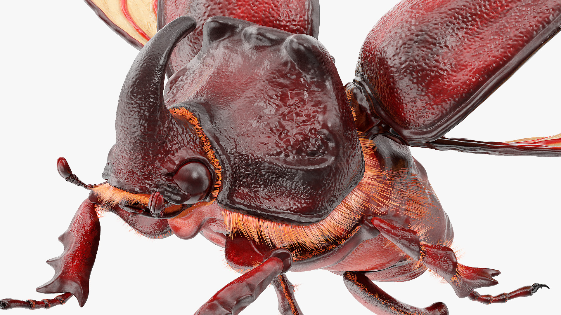 Rhinoceros Beetle Oryctes Nasicornis Flying with Fur 3D
