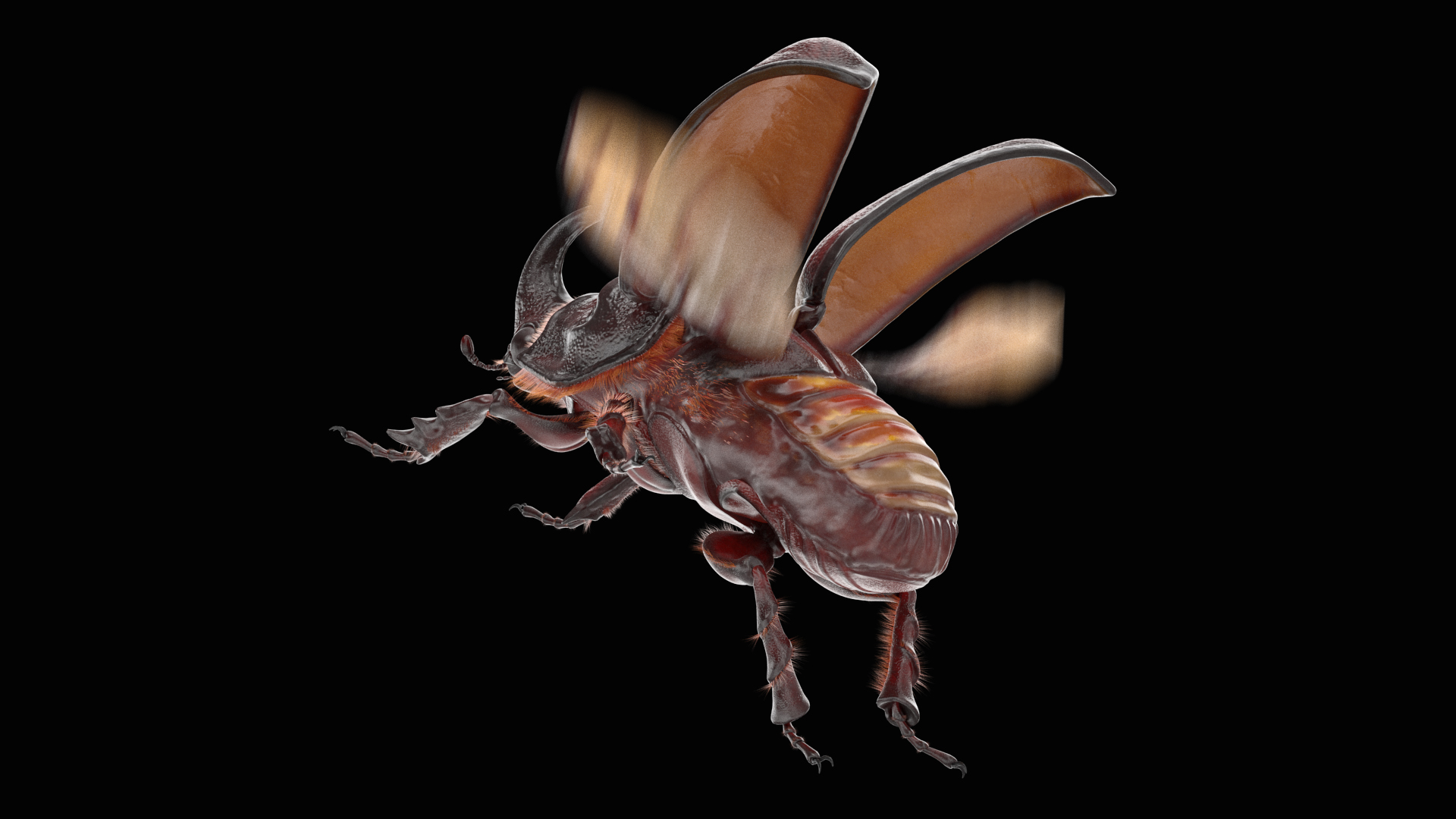 Rhinoceros Beetle Oryctes Nasicornis Flying with Fur 3D
