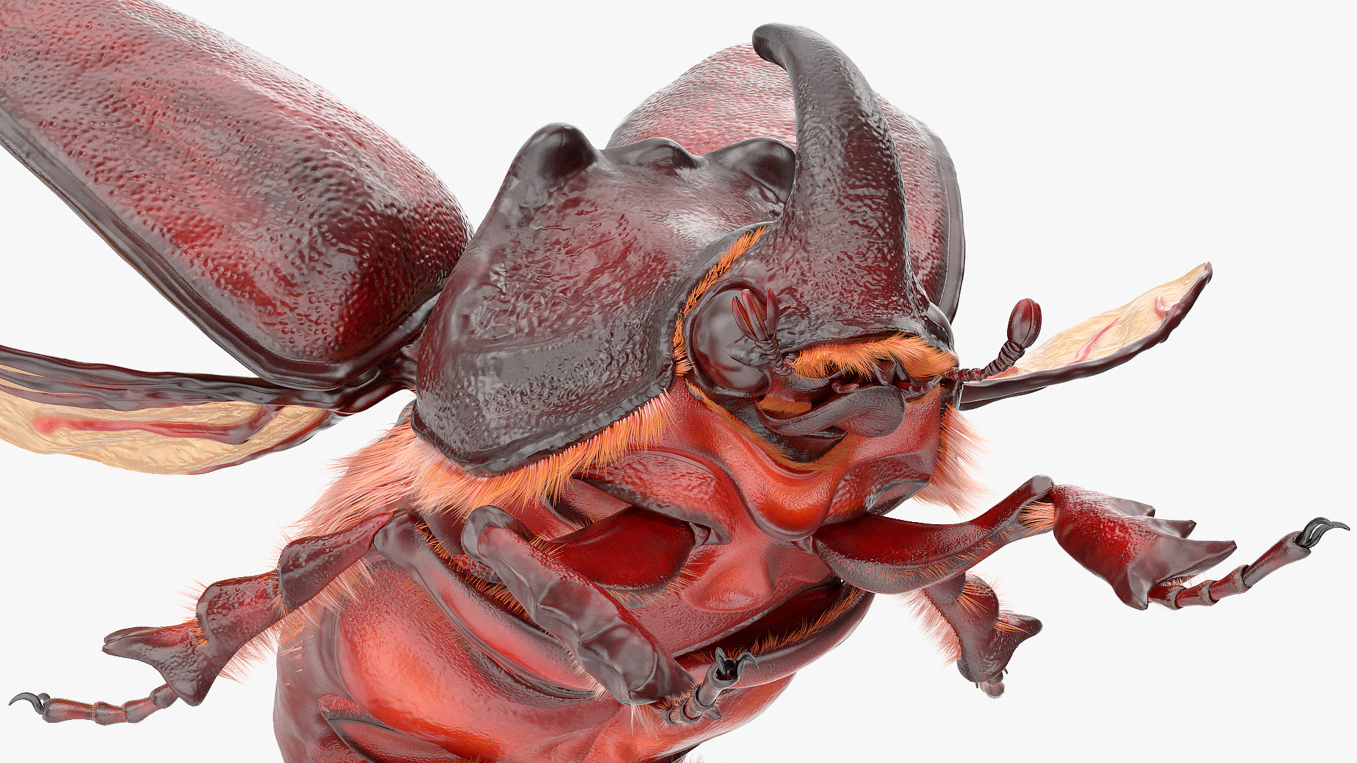 Rhinoceros Beetle Oryctes Nasicornis Flying with Fur 3D