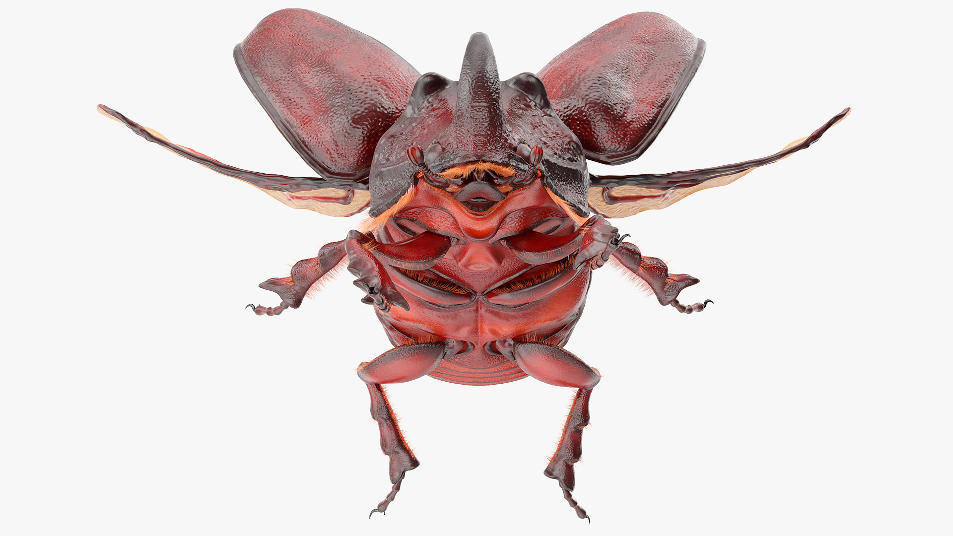 Rhinoceros Beetle Oryctes Nasicornis Flying with Fur 3D