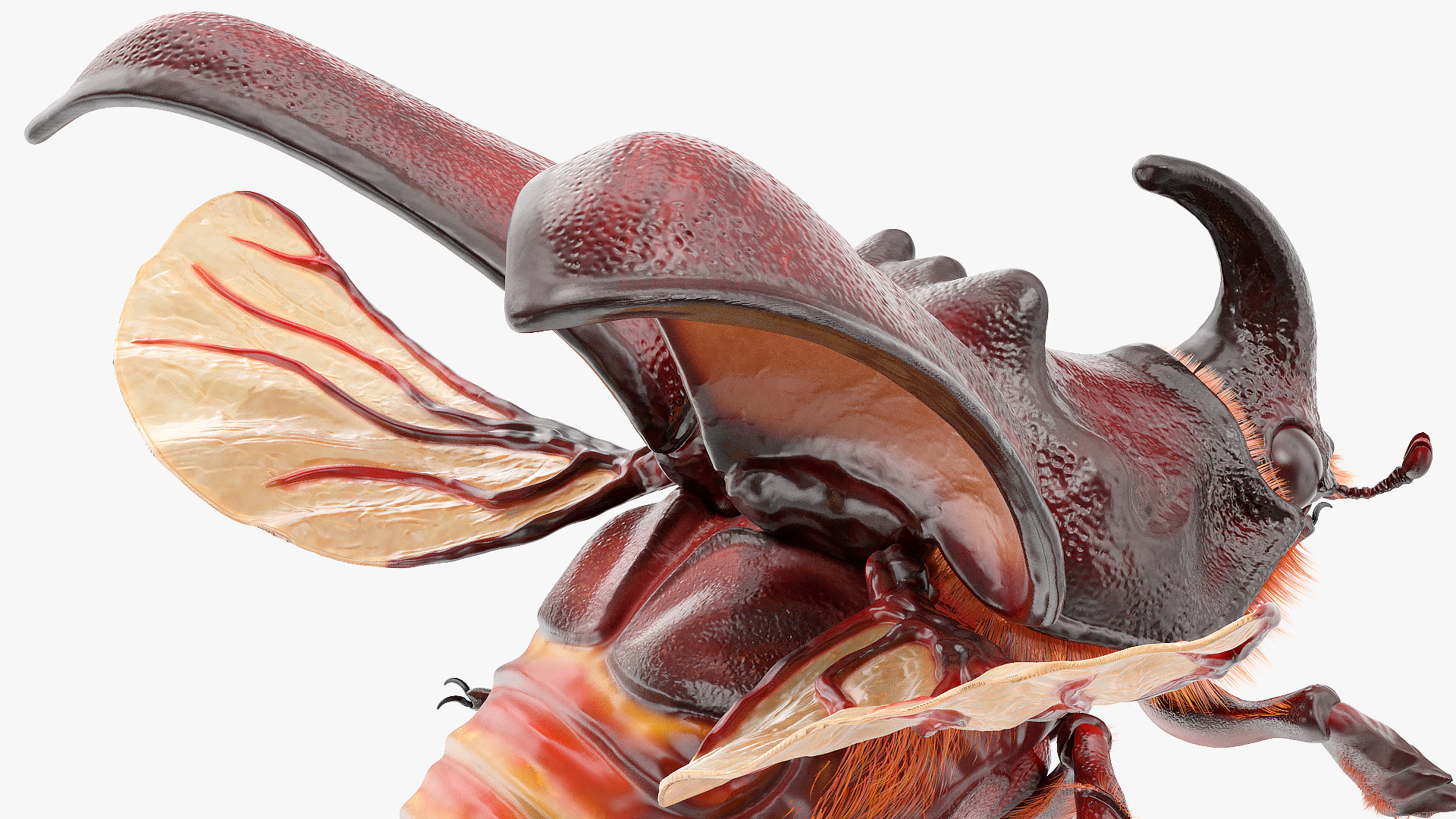 Rhinoceros Beetle Oryctes Nasicornis Flying with Fur 3D