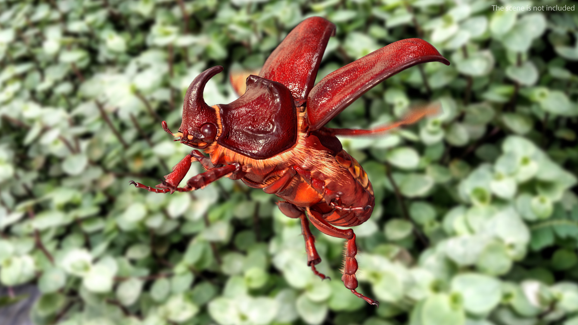 Rhinoceros Beetle Oryctes Nasicornis Flying with Fur 3D