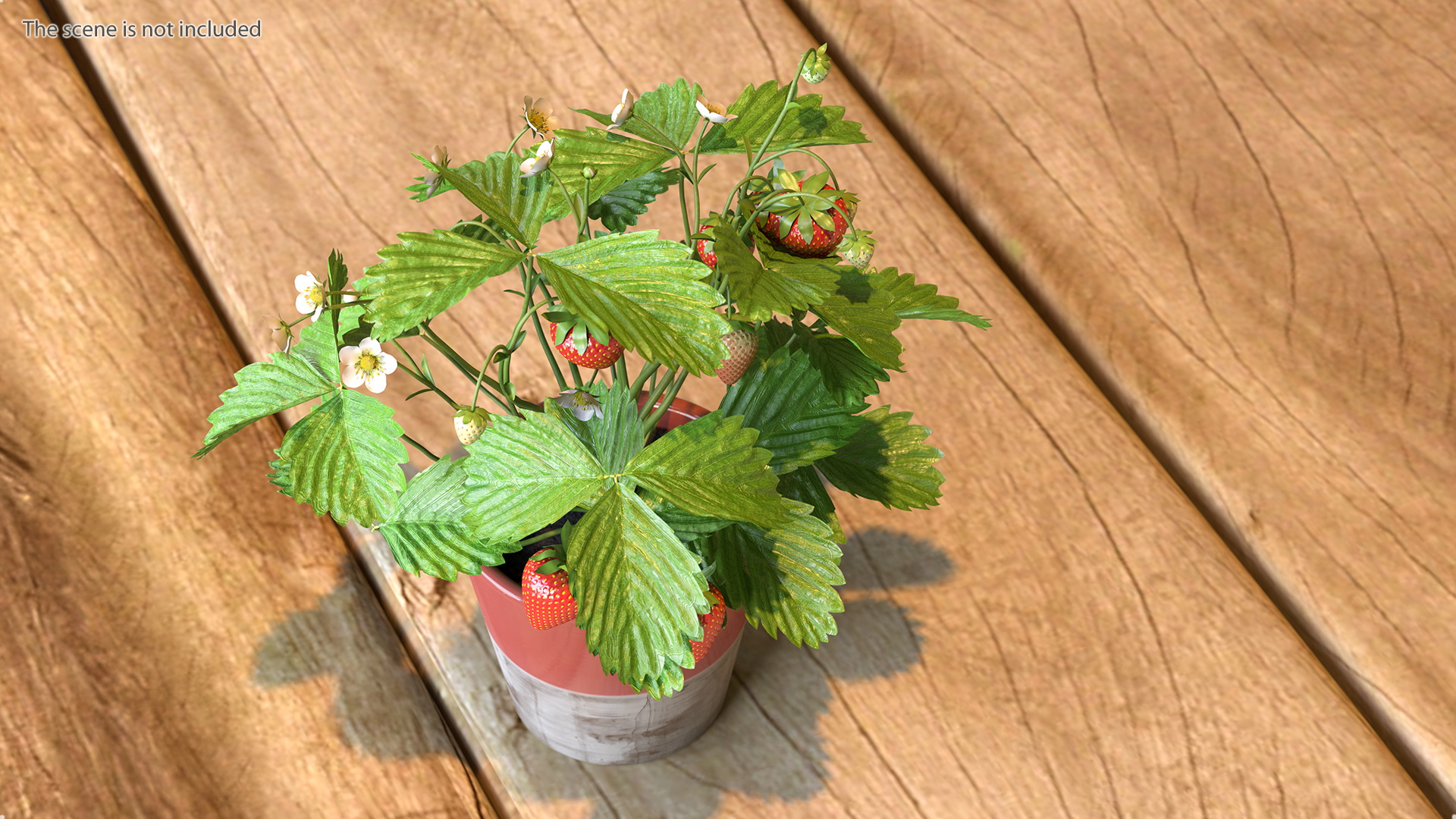 3D model Strawberry Plant with Fruits in Pot