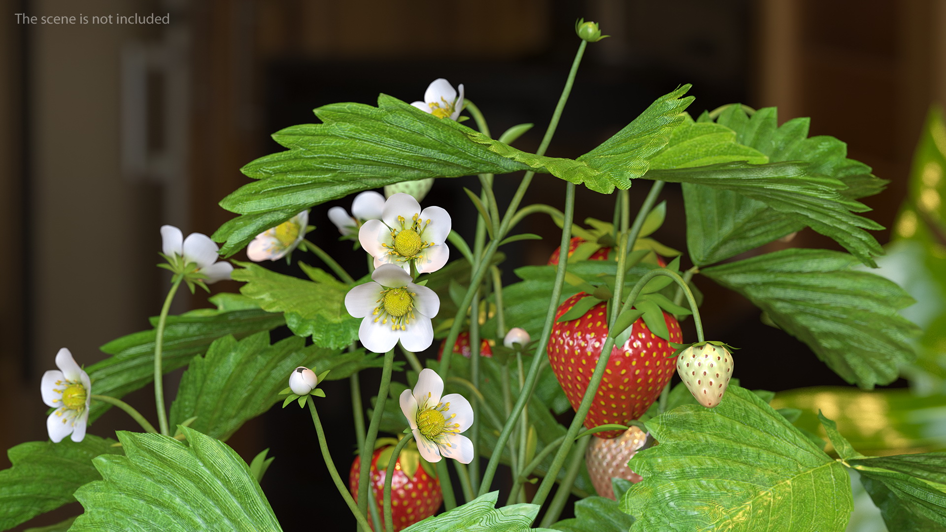 3D model Strawberry Plant with Fruits in Pot