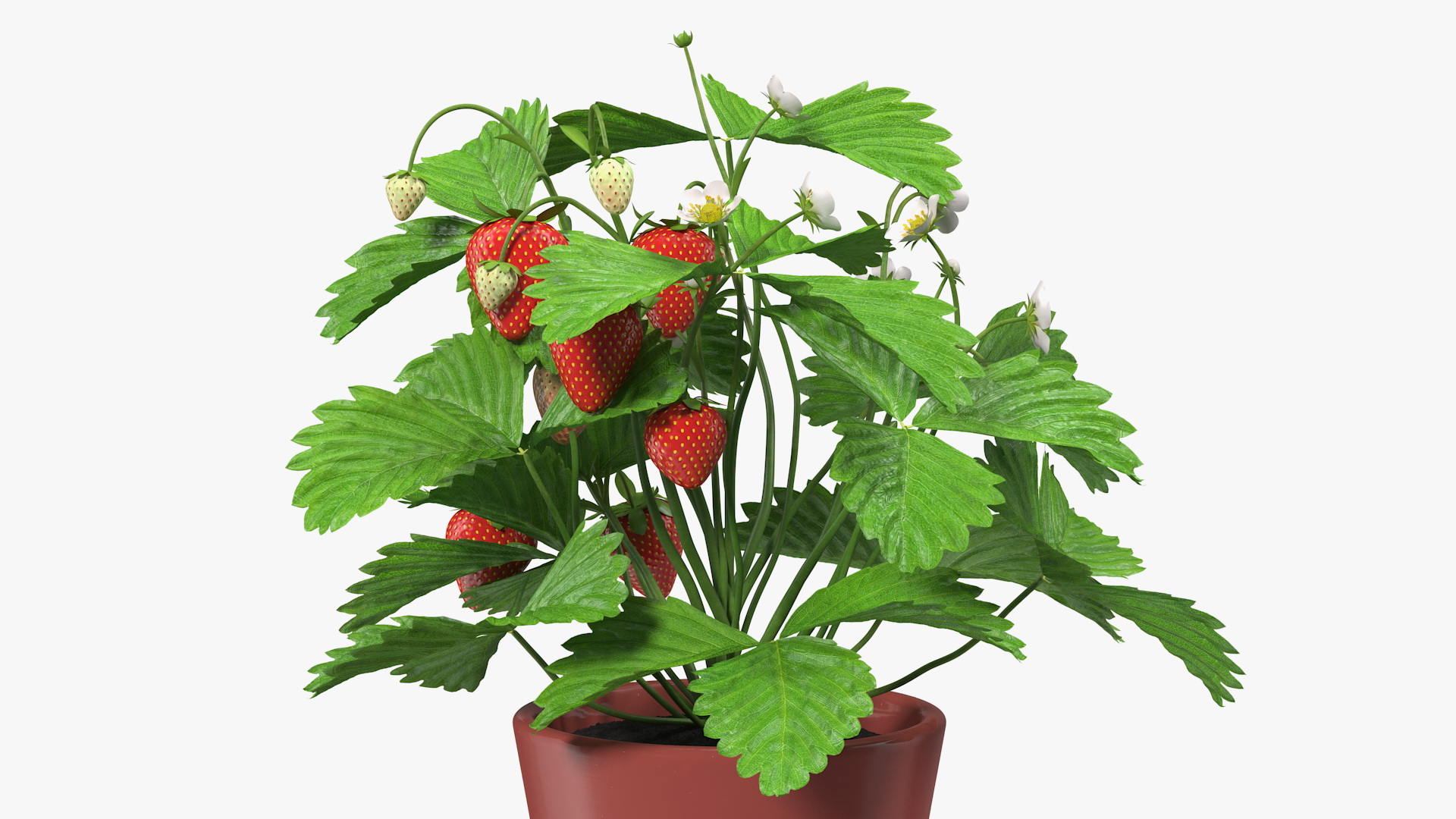 3D model Strawberry Plant with Fruits in Pot