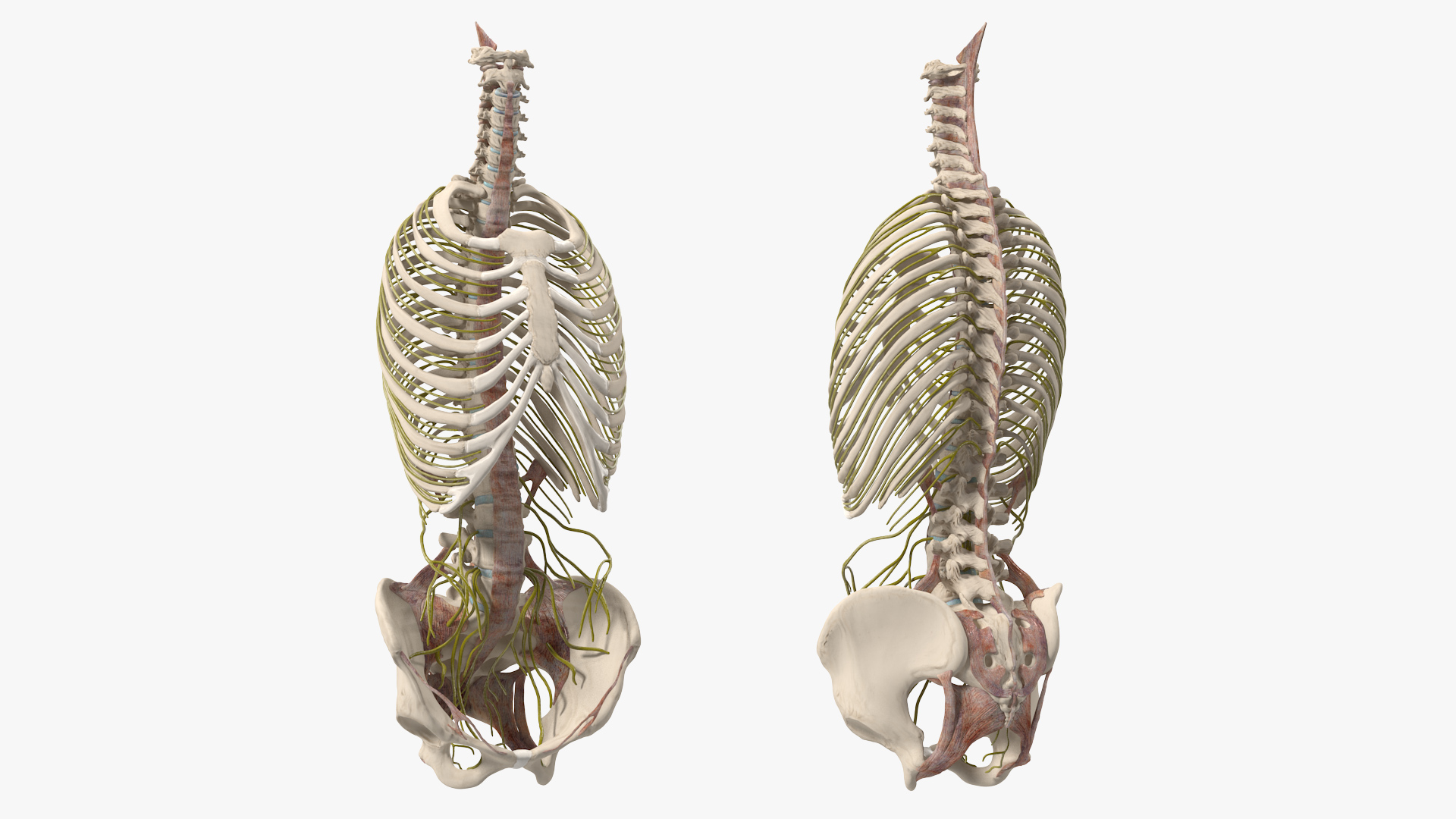 3D model Female Spine Anatomy