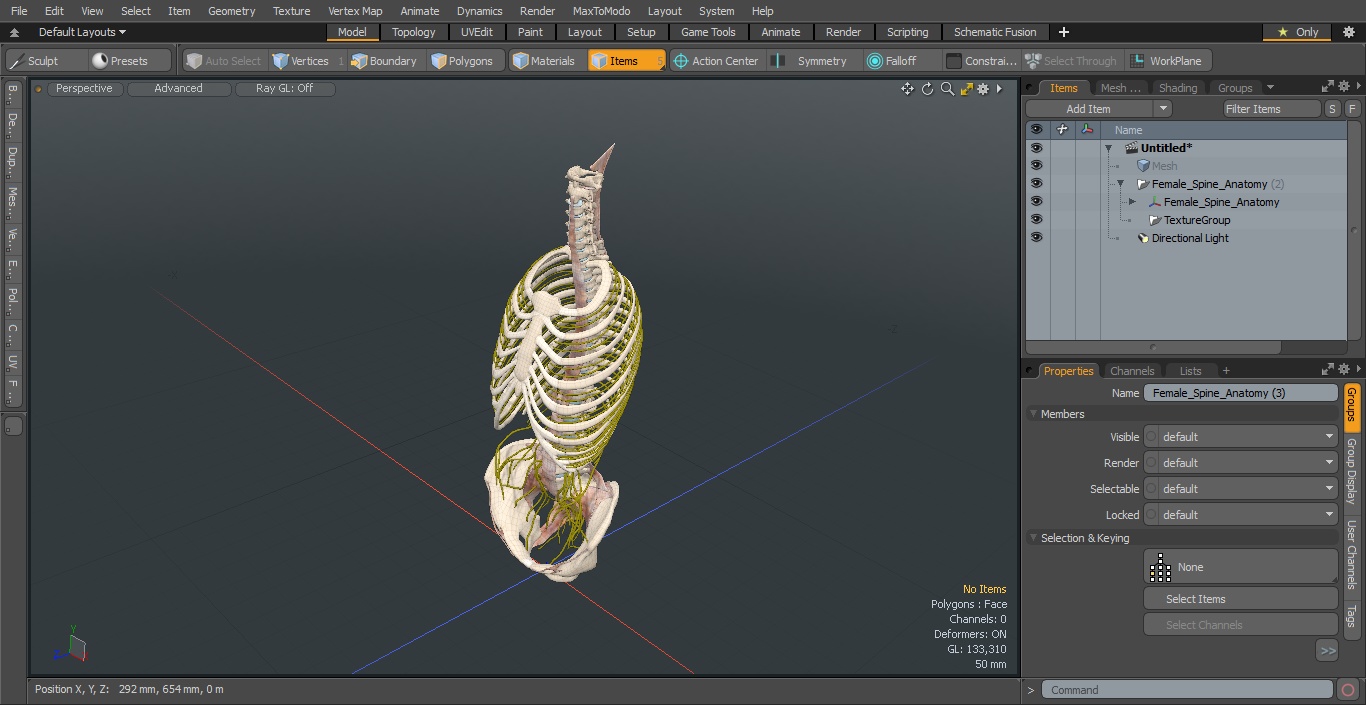 3D model Female Spine Anatomy